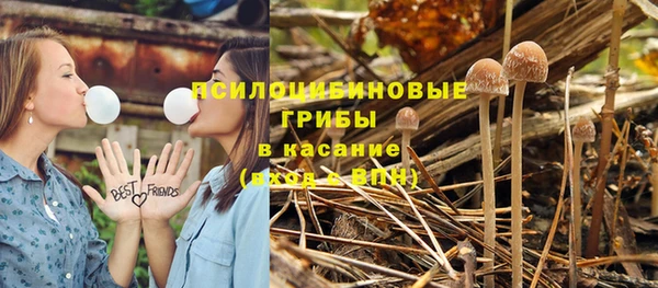 ГАЛЛЮЦИНОГЕННЫЕ ГРИБЫ Аркадак